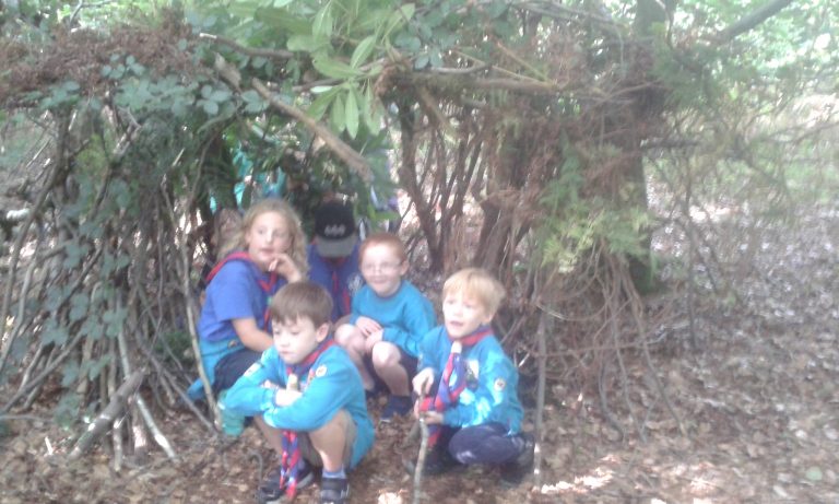 Read more about the article Beavers At Broadstone